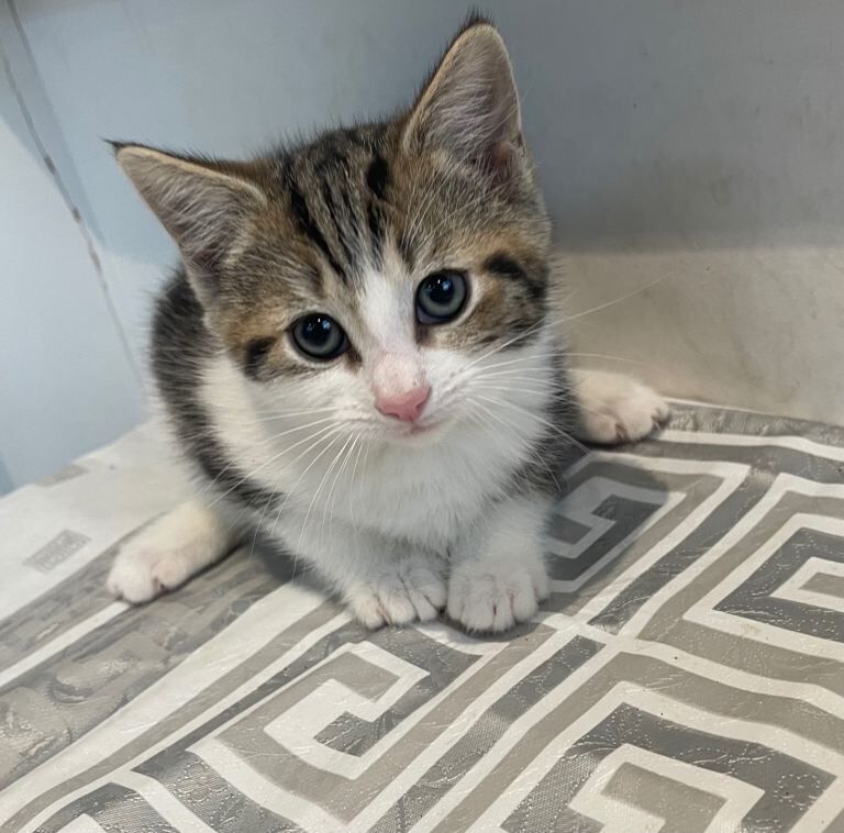 Bengal kittens for sale in Kearsley, Greater Manchester β 8 weeks old - Image 4 of 5