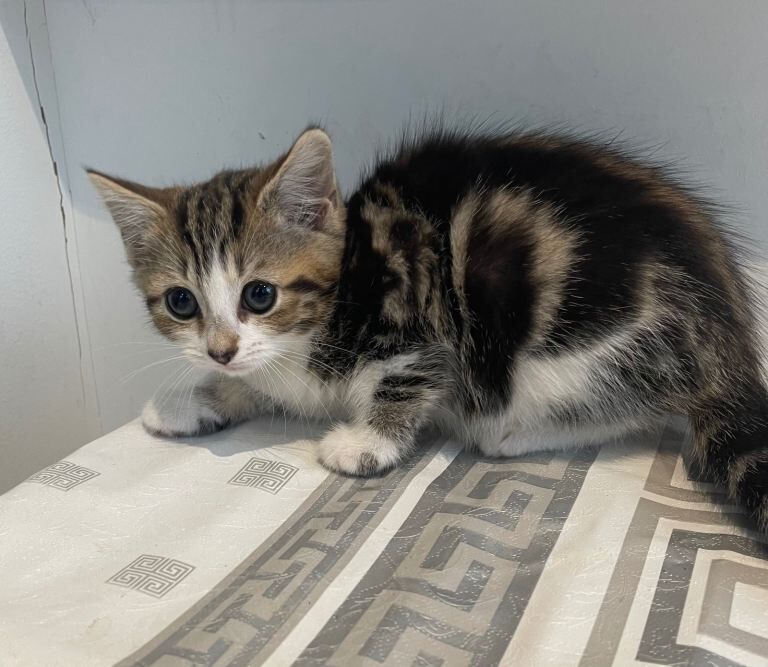 Bengal kittens for sale in Kearsley, Greater Manchester β 8 weeks old - Image 5 of 5