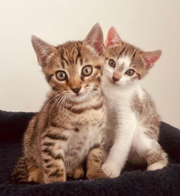 Bengal(mixed) kittens