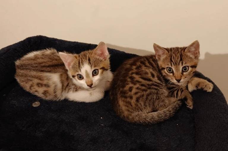 Bengal(mixed) kittens - Image 2 of 3