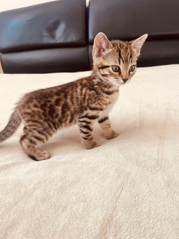 Bengal(mixed) kittens - Image 3 of 3