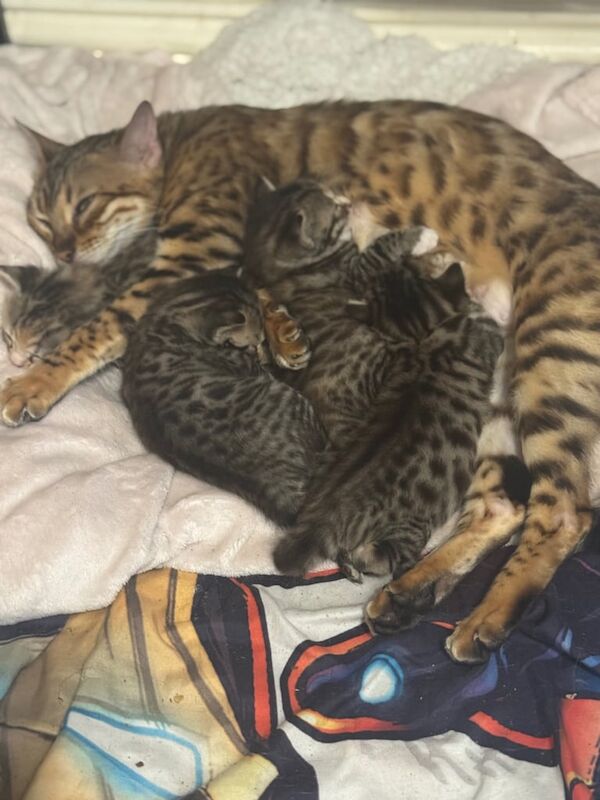Bengal kittens for sale in Fakenham, Norfolk – 4 weeks old