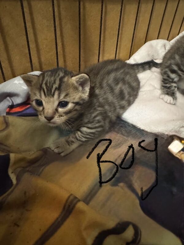 Bengal kittens for sale in Fakenham, Norfolk – 4 weeks old - Image 2 of 3