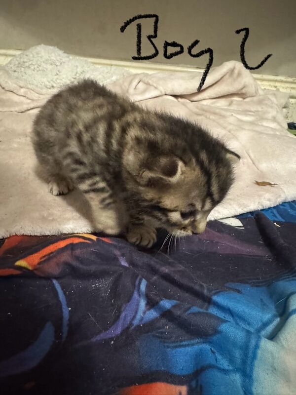 Bengal kittens for sale in Fakenham, Norfolk – 4 weeks old - Image 3 of 3
