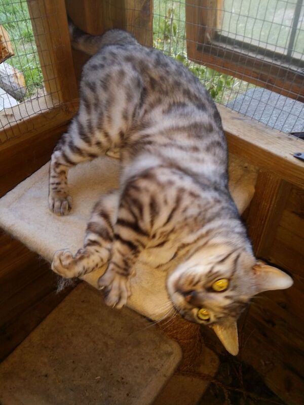 Bengal kittens for sale in Sittingbourne, Kent – 6 years old