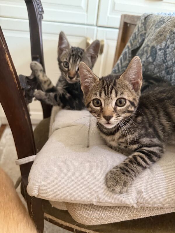 Bengal kittens for sale in Ilford, Greater London – 11 weeks old