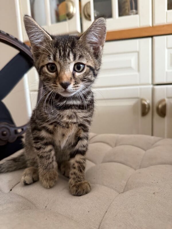 Bengal kittens for sale in Ilford, Greater London – 11 weeks old - Image 3 of 3