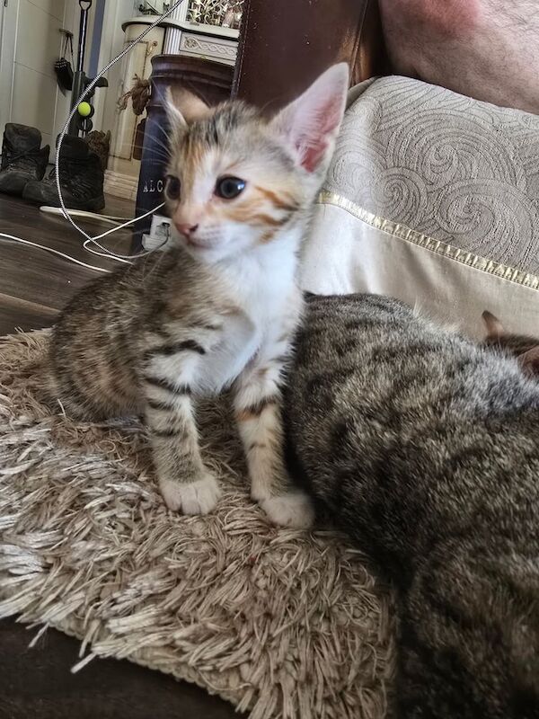 Bengal kittens for sale in Kilwinning, Ayrshire and Arran – 8 weeks old