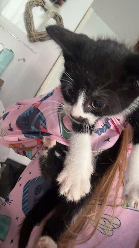 Black and white kittens