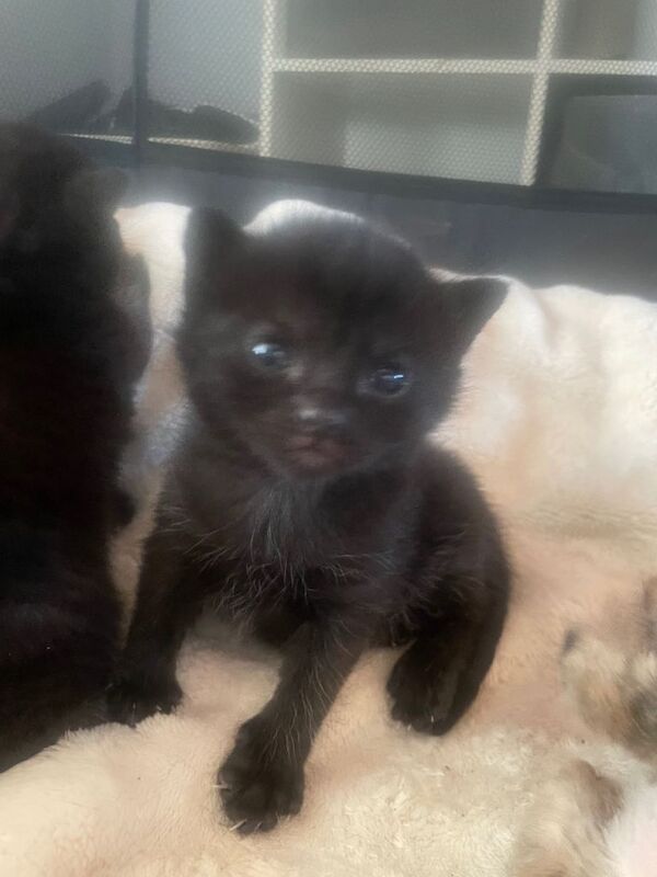 Black fluffy kittens - Image 2 of 5