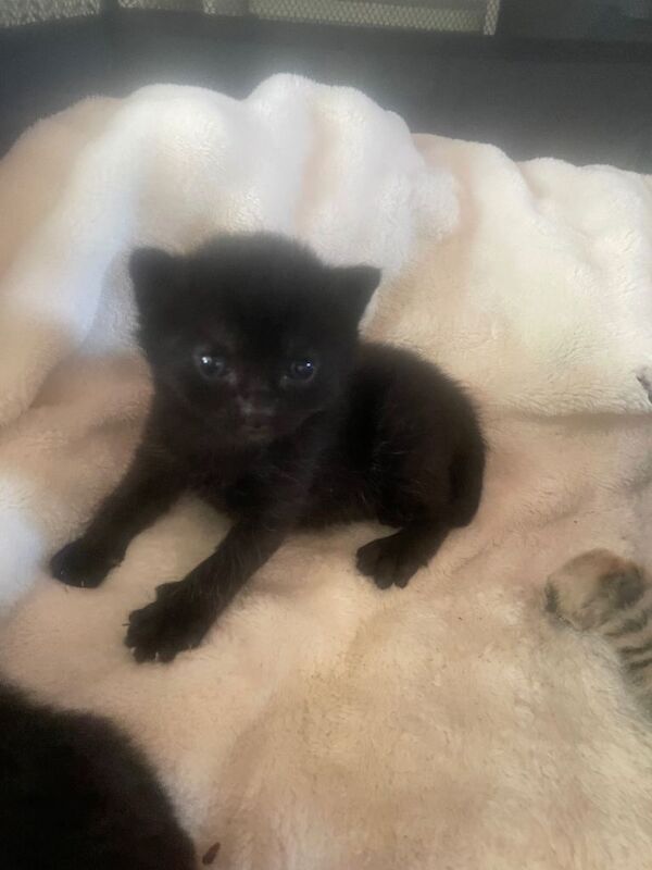 Black fluffy kittens - Image 3 of 5