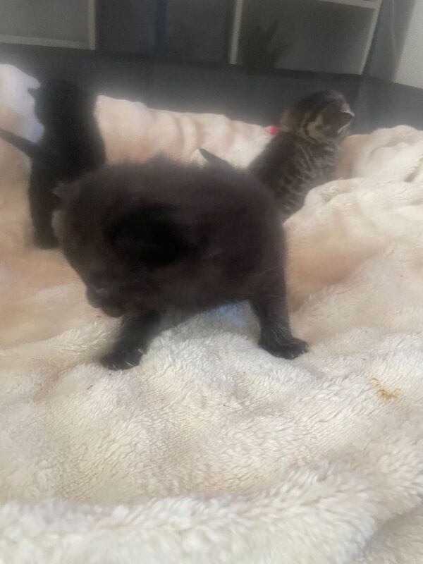 Black fluffy kittens - Image 4 of 5