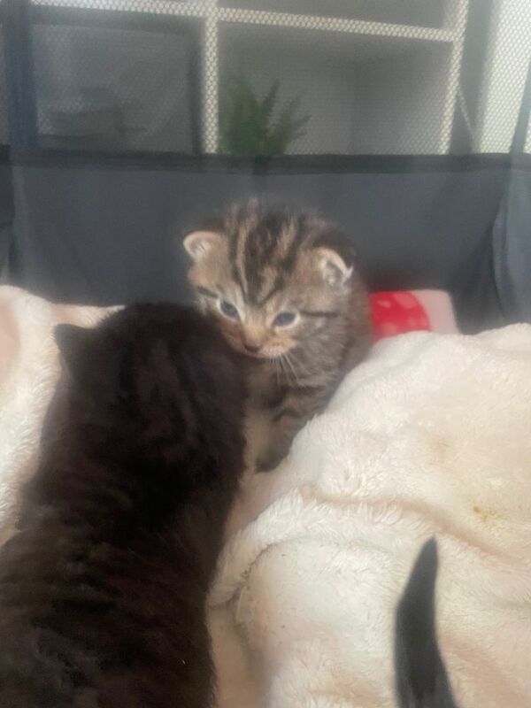 Black fluffy kittens - Image 5 of 5