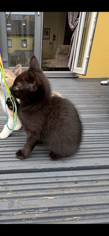 Bengal kittens for sale in Plymouth, Devon – 10 weeks old
