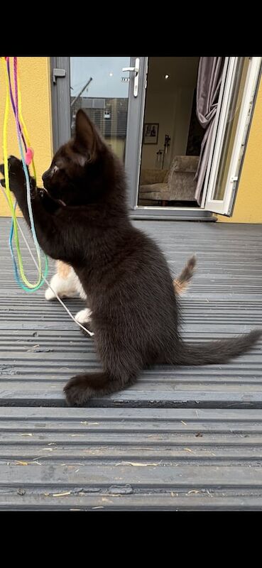 Bengal kittens for sale in Plymouth, Devon – 10 weeks old - Image 2 of 3