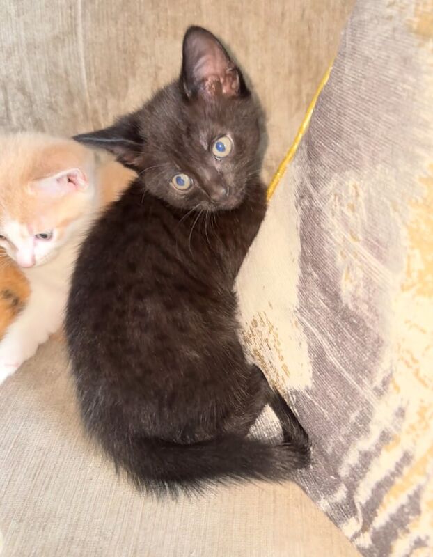 Bengal kittens for sale in Plymouth, Devon – 10 weeks old - Image 3 of 3