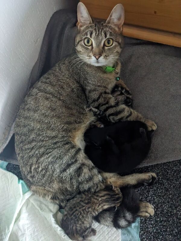Black kittens for sale in Stretford, Greater Manchester