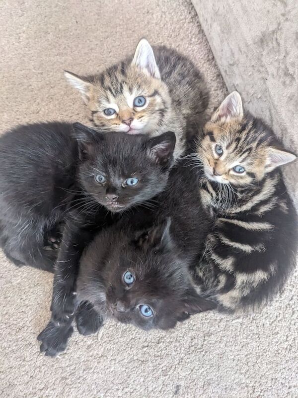 Black kittens for sale in Stretford, Greater Manchester | Image 2