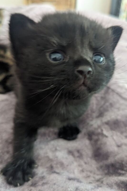Black kittens for sale in Stretford, Greater Manchester | Image 3