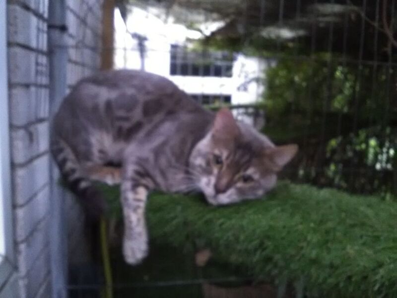 Blue Bengal boy GCCF registered active 