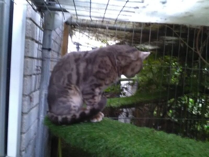 Blue Bengal boy GCCF registered active - Image 2 of 3