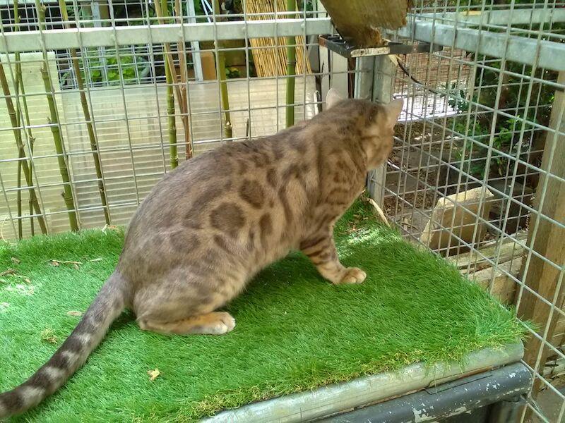 Blue Bengal boy GCCF registered active - Image 3 of 3
