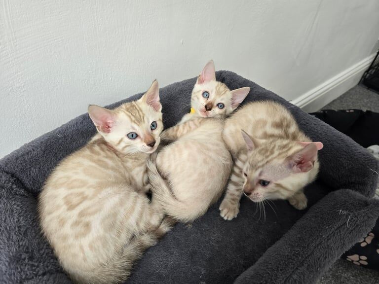 Bengal kittens for sale in Whitechapel, Greater London – 9 weeks old