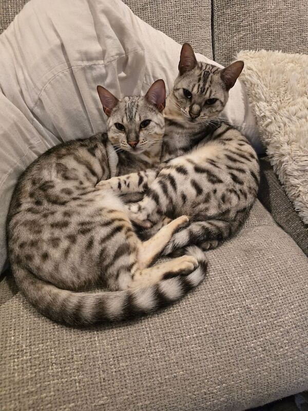 Bengal kittens for sale in Lewes, East Sussex – 1 year old