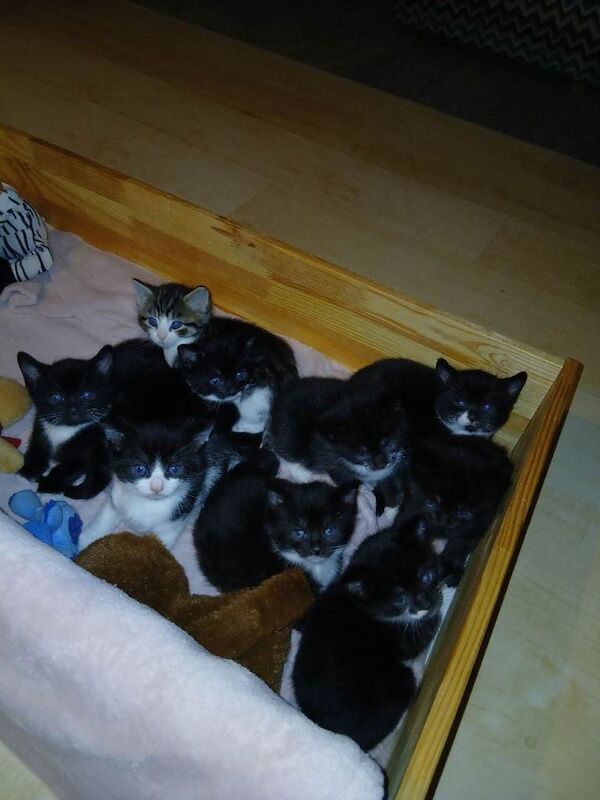 Boys and girl's kittens