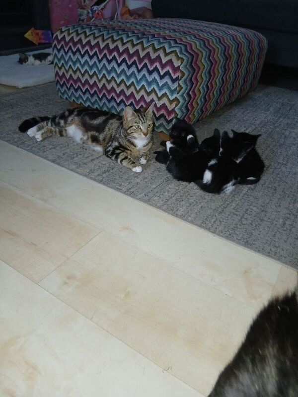 Boys and girl's kittens - Image 2 of 5
