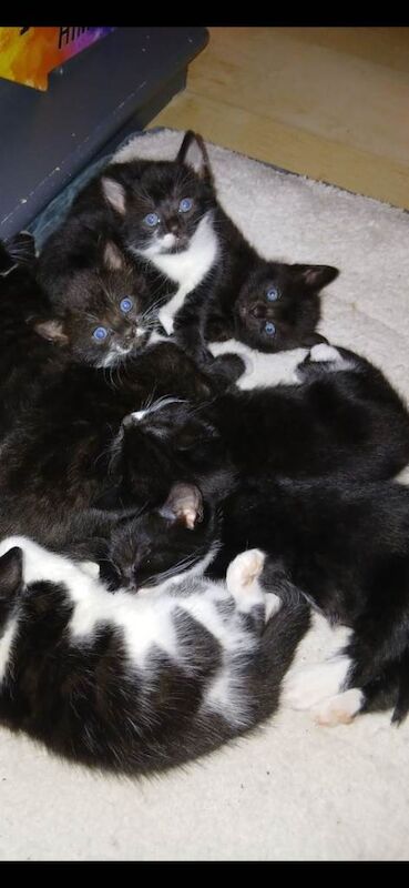 Boys and girl's kittens - Image 3 of 5