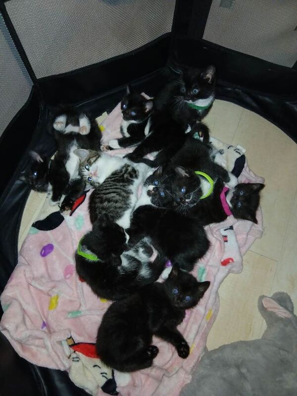 Boys and girl's kittens - Image 4 of 5