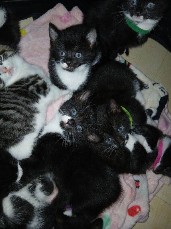 Boys and girl's kittens - Image 5 of 5