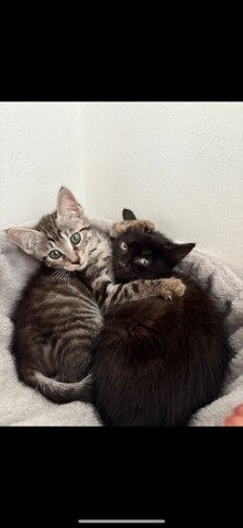 British short hair and Bengal cross kittens for sale in Pennington, Hampshire