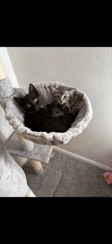 British short hair and Bengal cross kittens for sale in Pennington, Hampshire | Image 2