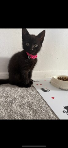 British short hair and Bengal cross kittens for sale in Pennington, Hampshire | Image 3