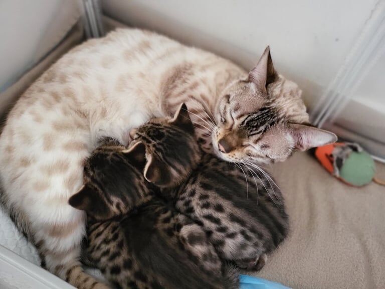 Bengal kittens for sale in Wigston, Leicestershire – 9 months old