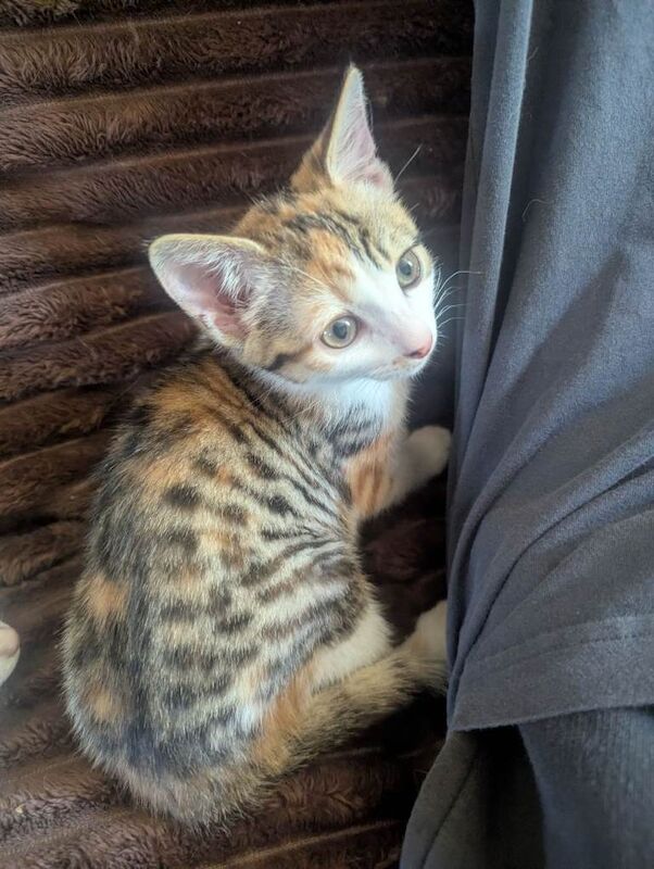 Calico kittens x2 with a story