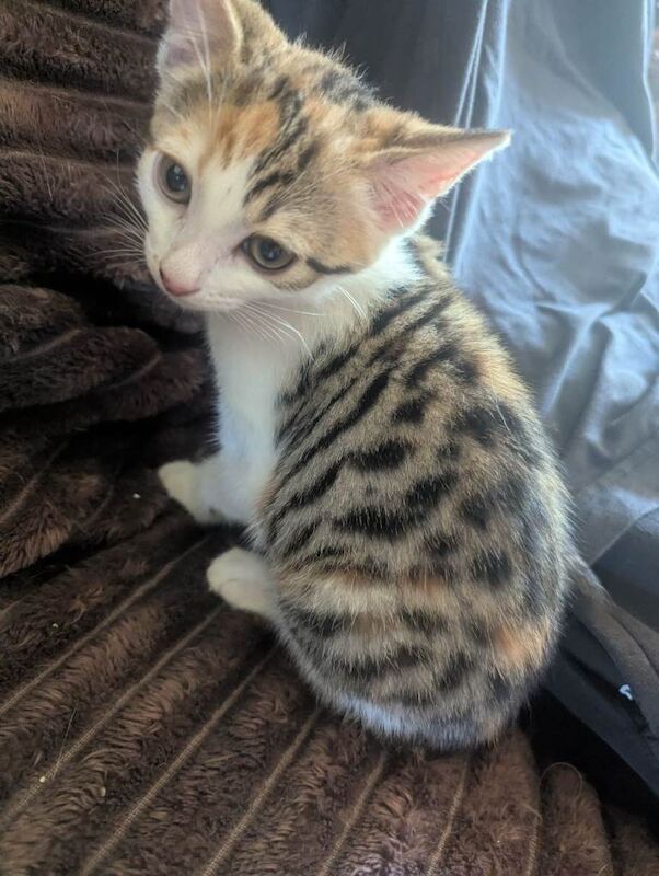Calico kittens x2 with a story - Image 2 of 6