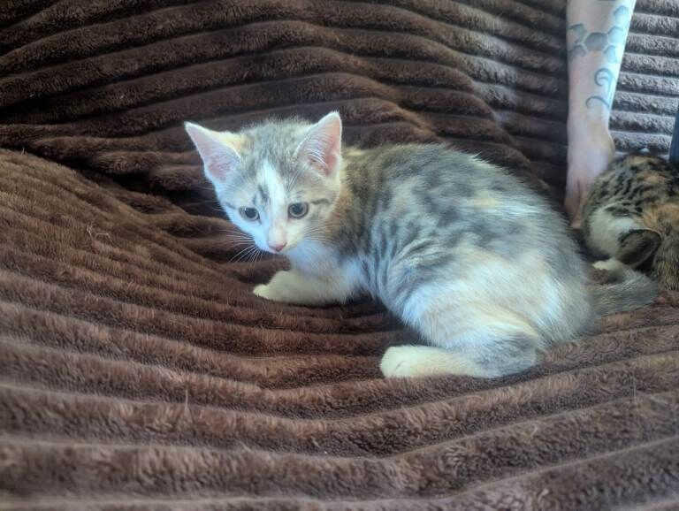 Calico kittens x2 with a story - Image 4 of 6