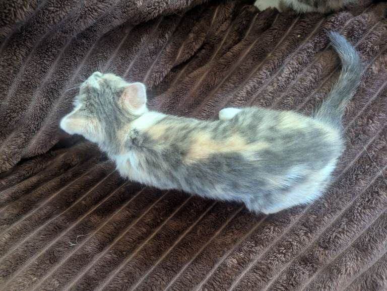 Calico kittens x2 with a story - Image 5 of 6