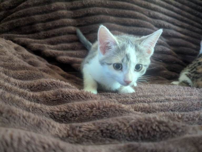 Calico kittens x2 with a story - Image 6 of 6