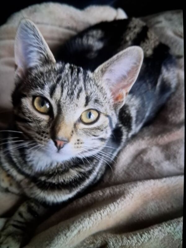 cat for sale in Southall, Greater London
