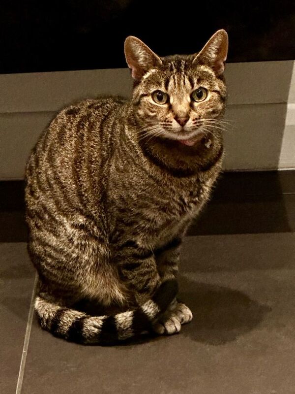 Bengal Kittens For Sale Under £300