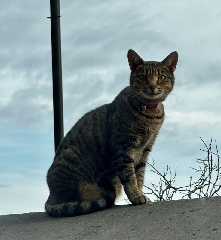 Bengal kittens for sale in London – 11 years old - Image 2 of 3