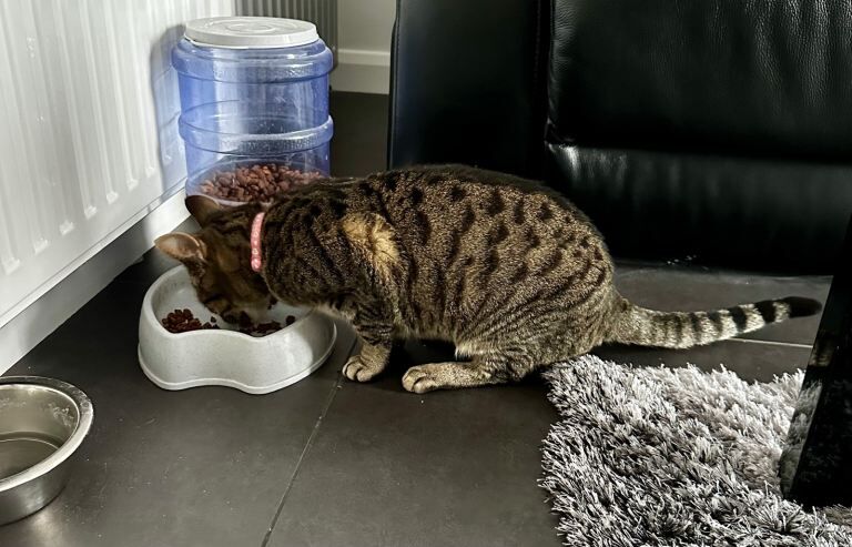 Bengal kittens for sale in London – 11 years old - Image 3 of 3