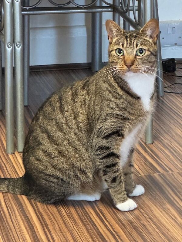 Bengal kittens for sale in North Finchley, Greater London – 4 years old