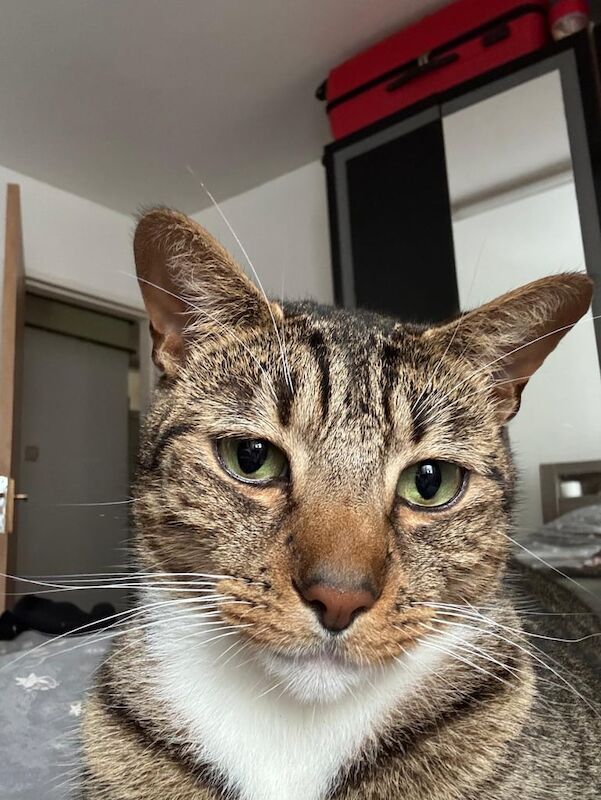 Bengal kittens for sale in North Finchley, Greater London – 4 years old - Image 2 of 2