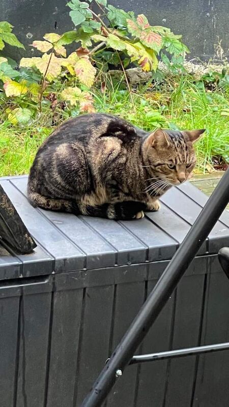 Cat to be rehomed - Image 2 of 3