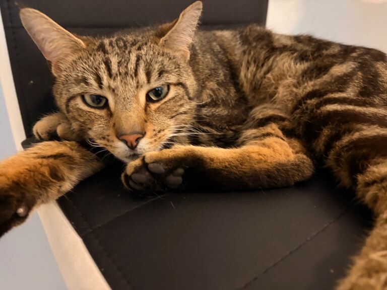 Cat to be rehomed - Image 3 of 3